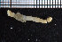  ( - ZMBN_104885)  @11 [ ] CreativeCommons - Attribution Non-Commercial Share-Alike (2015) UoB University of Bergen, Natural History Collections