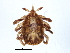  ( - DO-105)  @13 [ ] CreativeCommons - Attribution (2012) CBG Photography Group Centre for Biodiversity Genomics