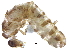  (Anoplotermes sp. E1 - G-396)  @13 [ ] CreativeCommons - Attribution (2017) CBG Photography Group Centre for Biodiversity Genomics