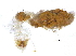  (Anoplotermes sp. Y - G-400)  @12 [ ] CreativeCommons - Attribution (2017) CBG Photography Group Centre for Biodiversity Genomics