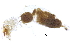  (Anoplotermes sp. AP - G-452)  @12 [ ] CreativeCommons - Attribution (2017) CBG Photography Group Centre for Biodiversity Genomics