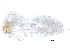  (Anoplotermes sp. K - G-453)  @12 [ ] CreativeCommons - Attribution (2017) CBG Photography Group Centre for Biodiversity Genomics