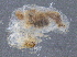  (Anoplotermes sp. AJ - G-497)  @11 [ ] CreativeCommons - Attribution (2017) CBG Photography Group Centre for Biodiversity Genomics