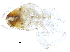  (Anoplotermes sp. AN - G-627)  @12 [ ] CreativeCommons - Attribution (2017) CBG Photography Group Centre for Biodiversity Genomics