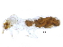  (Anoplotermes sp. AS - G-635)  @14 [ ] CreativeCommons - Attribution (2017) CBG Photography Group Centre for Biodiversity Genomics