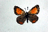  ( - DNAwthTomares 036)  @14 [ ] Copyright (2009) Unspecified Unspecified