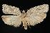  (Acleris nigrolinea - 06-JBTOR-0073)  @15 [ ] CreativeCommons - Attribution (2010) Unspecified Centre for Biodiversity Genomics