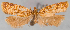  (Sparganothis tessellata - JWB-08-0169)  @14 [ ] CreativeCommons - Attribution (2010) Unspecified Centre for Biodiversity Genomics