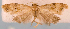  (Cochylis sp. JB-5 - JWB-08-0208)  @12 [ ] CreativeCommons - Attribution (2010) Unspecified Centre for Biodiversity Genomics