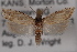  ( - 09-JBTOR-0656)  @13 [ ] CreativeCommons - Attribution (2010) Unspecified Centre for Biodiversity Genomics