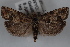  (Pelochrista suadana - 09-JBTOR-0565)  @13 [ ] CreativeCommons - Attribution (2010) Unspecified Centre for Biodiversity Genomics