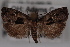  ( - 09-JBTOR-0473)  @11 [ ] CreativeCommons - Attribution (2010) Unspecified Centre for Biodiversity Genomics