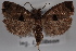  ( - 09-JBTOR-0477)  @13 [ ] CreativeCommons - Attribution (2010) Unspecified Centre for Biodiversity Genomics