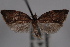  ( - 09-JBTOR-0669)  @12 [ ] CreativeCommons - Attribution (2010) Unspecified Centre for Biodiversity Genomics