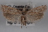  (Pelochrista powelli - 09-JBTOR-0575)  @14 [ ] CreativeCommons - Attribution (2010) Unspecified Centre for Biodiversity Genomics