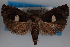 ( - 09-JBTOR-0482)  @11 [ ] CreativeCommons - Attribution (2010) Unspecified Centre for Biodiversity Genomics