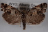  ( - 09-JBTOR-0485)  @13 [ ] CreativeCommons - Attribution (2010) Unspecified Centre for Biodiversity Genomics