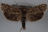  ( - 09-JBTOR-0584)  @13 [ ] CreativeCommons - Attribution (2010) Unspecified Centre for Biodiversity Genomics