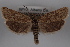  (Pelochrista fuscosparsa - 09-JBTOR-0585)  @14 [ ] CreativeCommons - Attribution (2010) Unspecified Centre for Biodiversity Genomics