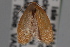  ( - 09-JBTOR-0776)  @13 [ ] CreativeCommons - Attribution (2010) Unspecified Centre for Biodiversity Genomics