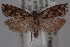  (Pelochrista corosana - 09-JBTOR-0591)  @13 [ ] CreativeCommons - Attribution (2010) Unspecified Centre for Biodiversity Genomics