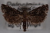  (Pelochrista womonana - 09-JBTOR-0596)  @14 [ ] CreativeCommons - Attribution (2010) Unspecified Centre for Biodiversity Genomics
