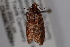  ( - 09-JBTOR-0787)  @12 [ ] CreativeCommons - Attribution (2010) Unspecified Centre for Biodiversity Genomics