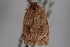  ( - 09-JBTOR-0693)  @12 [ ] CreativeCommons - Attribution (2010) Unspecified Centre for Biodiversity Genomics