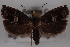  ( - 09-JBTOR-0509)  @11 [ ] CreativeCommons - Attribution (2010) Unspecified Centre for Biodiversity Genomics