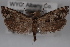  (Pelochrista canana - 09-JBTOR-0609)  @13 [ ] CreativeCommons - Attribution (2010) Unspecified Centre for Biodiversity Genomics