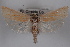  ( - 09-JBTOR-0524)  @14 [ ] CreativeCommons - Attribution (2010) Unspecified Centre for Biodiversity Genomics