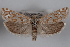  ( - 09-JBTOR-0526)  @14 [ ] CreativeCommons - Attribution (2010) Unspecified Centre for Biodiversity Genomics