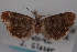  ( - 09-JBTOR-0816)  @12 [ ] CreativeCommons - Attribution (2010) Unspecified Centre for Biodiversity Genomics