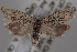  (Eucosma granulatana - 09-JBTOR-0627)  @14 [ ] CreativeCommons - Attribution (2010) Unspecified Centre for Biodiversity Genomics