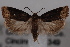  ( - 09-JBTOR-0634)  @13 [ ] CreativeCommons - Attribution (2010) Unspecified Centre for Biodiversity Genomics