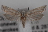  ( - 09-JBTOR-0636)  @14 [ ] CreativeCommons - Attribution (2010) Unspecified Centre for Biodiversity Genomics