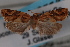  ( - 09-JBTOR-0831)  @13 [ ] CreativeCommons - Attribution (2010) Unspecified Centre for Biodiversity Genomics
