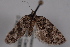  ( - 09-JBTOR-0738)  @13 [ ] CreativeCommons - Attribution (2010) Unspecified Centre for Biodiversity Genomics
