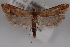  (Phaneta new sp. 1 - 09-JBTOR-0645)  @12 [ ] CreativeCommons - Attribution (2010) Unspecified Centre for Biodiversity Genomics
