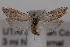  (Eucosma parvula - 09-JBTOR-0646)  @14 [ ] CreativeCommons - Attribution (2010) Unspecified Centre for Biodiversity Genomics
