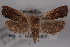  (Eucosma glomerana - 09-JBTOR-0555)  @14 [ ] CreativeCommons - Attribution (2010) Unspecified Centre for Biodiversity Genomics
