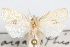  (Sparganothis albicaudana - 09-JBTOR-1065)  @11 [ ] CreativeCommons - Attribution (2010) Unspecified Centre for Biodiversity Genomics