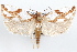 (Pelochrista adamantana - 09-JBTOR-1156)  @14 [ ] CreativeCommons - Attribution (2010) Unspecified Centre for Biodiversity Genomics