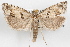  (Pelochrista biquadrana - 09-JBTOR-1171)  @15 [ ] CreativeCommons - Attribution (2010) Unspecified Centre for Biodiversity Genomics