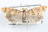  ( - 09-JBTOR-1174)  @12 [ ] CreativeCommons - Attribution (2010) Unspecified Centre for Biodiversity Genomics