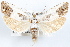  (Eucosma giganteana - 09-JBTOR-1185)  @14 [ ] CreativeCommons - Attribution (2010) Unspecified Centre for Biodiversity Genomics