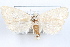  (Pelochrista grandiflavana - 09-JBTOR-1192)  @13 [ ] CreativeCommons - Attribution (2010) Unspecified Centre for Biodiversity Genomics