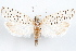  (Pelochrista hyponomeutana - 09-JBTOR-1204)  @14 [ ] CreativeCommons - Attribution (2010) Unspecified Centre for Biodiversity Genomics