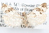  (Pelochrista matutina - 09-JBTOR-1212)  @14 [ ] CreativeCommons - Attribution (2010) Unspecified Centre for Biodiversity Genomics