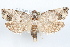  (Pelochrista williamsi - 09-JBTOR-1242)  @14 [ ] CreativeCommons - Attribution (2010) Unspecified Centre for Biodiversity Genomics